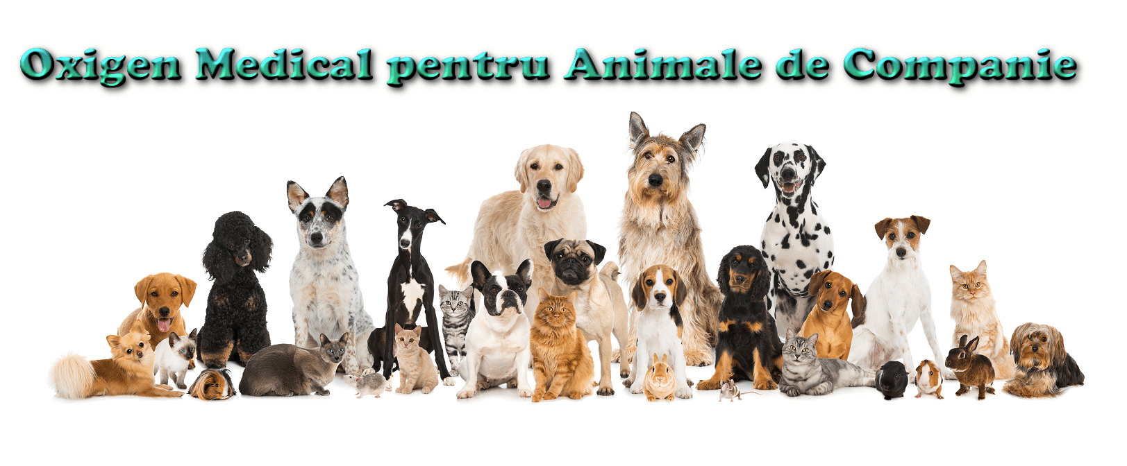 Echipament din categoria Oxigen pentru animale de companie